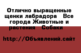 Отлично выращенные щенки лабрадора - Все города Животные и растения » Собаки   